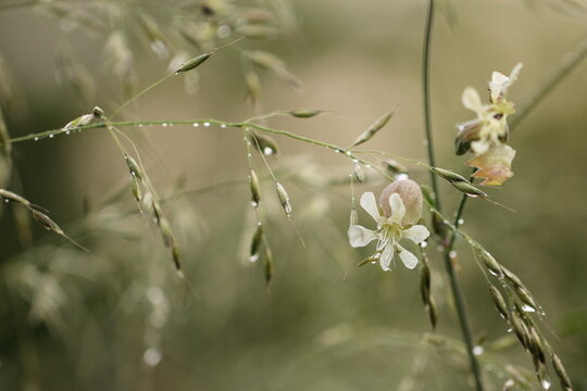 fiore di silene vulgaris dopo la pioggia