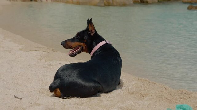 Black Doberman at the beach waiting for his owner to return from the sea. Loyal animals on vacation with his owner.