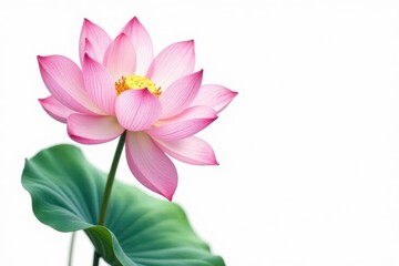Fototapeta premium Isolated lotus blossom, fine line drawing, white background , visual, background