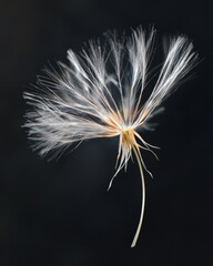 Exploring the Journey of Seeds and Growth in Macro Photography: A Detailed Visual Insight into Nature