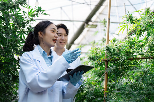 Diverse team of agricultural scientists discussing cannabis cultivation techniques in a greenhouse, promoting collaboration and innovation.