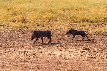 Telephoto of a Common Warthog - Phacochoerus africanus africanus- walking through dense grass in the Samburu national reserve