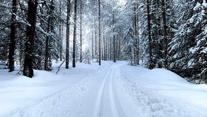 skitrack in the woods 