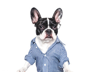 Stylish, lovable puppy and checkered shirt. Closeup, indoors. Studio shot, isolated, background. Elegant style. Beauty and fashion concept