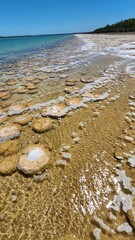 Thrombolites in a Western Australian Lake