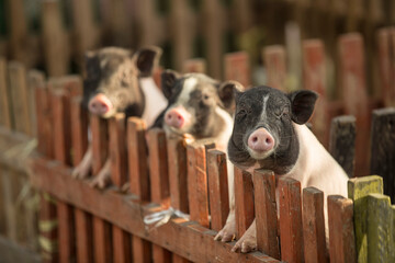 Curious Piglets Peeking Over Wooden Fence in Farmyard © Bec