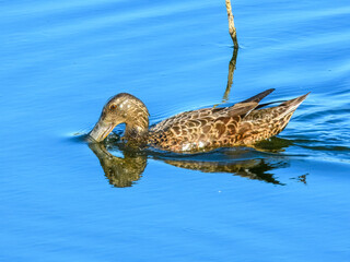 Australasian Shoveler (Anas rhynchotis) in Australia