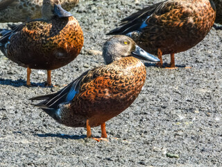 Australasian Shoveler (Anas rhynchotis) in Australia
