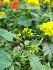Rorippa palustris flower. Its other names marsh yellow cress, bog yellow cress and  common yellow cress. This is a species of flowering plant in the family Brassicaceae. This is a kind of weed.