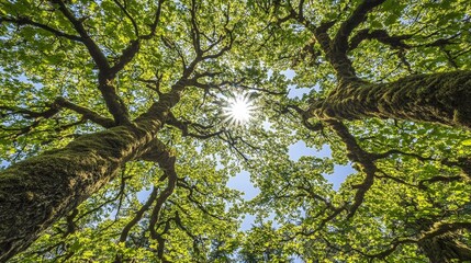 Fototapeta premium Sunlight Filtering Through Lush Green Leaves in a Tranquil Forest Canopy from Below Perspective