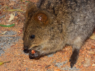Quokka (Setonix brachyurus) in Australia