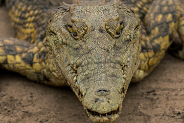 Fototapeta premium close up of a crocodile