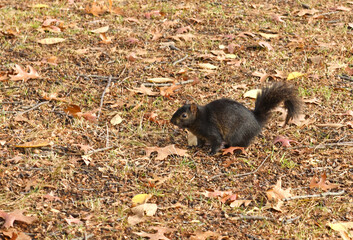 Variant of common Eastern gray squirrel, black squirrel in Central Park on autumn day. New York City