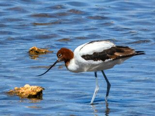 Red-necked Avocet (Recurvirostra novaehollandiae) in Australia