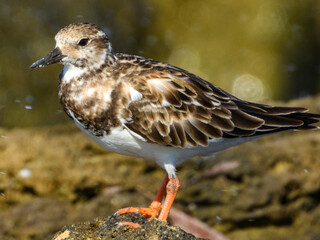 Ruddy Turnstone (Arenaria interpres) in Australia