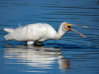 Yellow-billed Spoonbill (Platalea flavipes) in Australia
