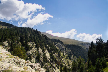 High mountains, with pine trees and green meadows, with the blue sky in the background. Nature wallpaper.