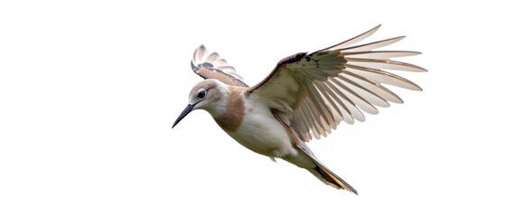 Obraz premium Winged Bird, Isolated, White Background, Striking Colors, High-Quality AI Image