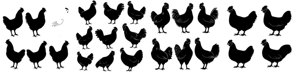 Various silhouettes of chickens against a plain background showcasing different postures and sizes during a visual study of poultry behavior