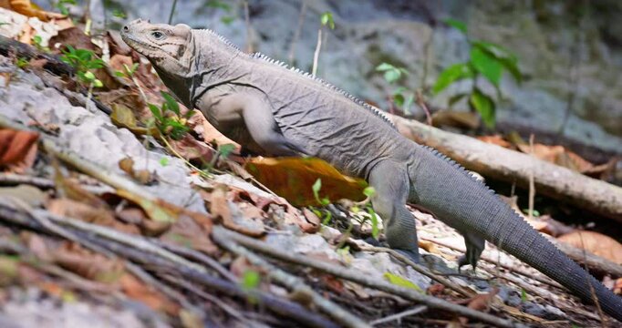 Rock iguana in a tropical forest near Cueva de Berna, Boca de Yuma, La Altagracia, Punta Cana, Dominican Republic