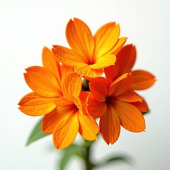Close-Up Orange Crossandra Flowers - Tropical Blooms