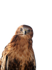 The red-tailed hawk is a bird of prey.