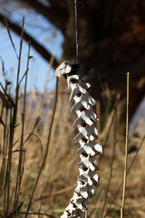 animal skeleton hanging on a rope