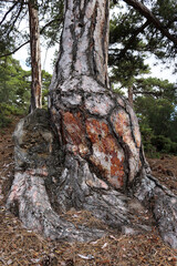 close up of pine tree trunk