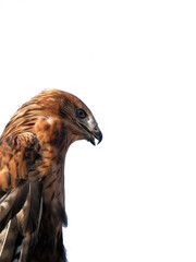 The red-tailed hawk is a bird of prey.
