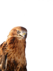 The red-tailed hawk is a bird of prey.