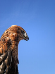 The red-tailed hawk is a bird of prey.