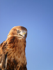 The red-tailed hawk is a bird of prey.