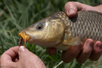 pesca y cebos de pesca