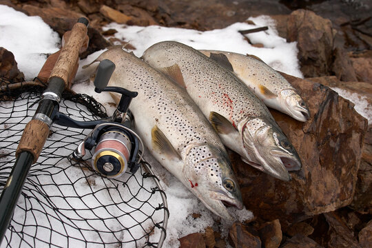 pesca y cebos de pesca