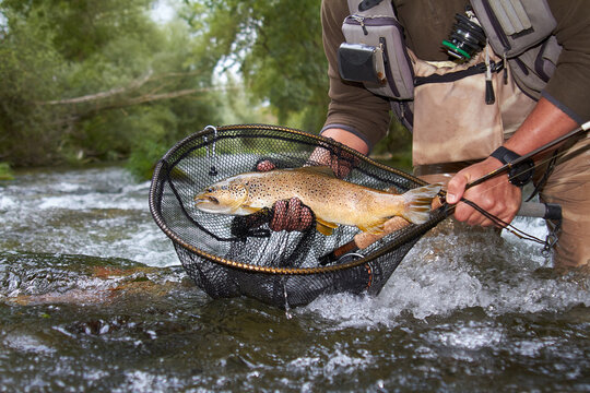 trout, fishing, pesca y cebos de pesca