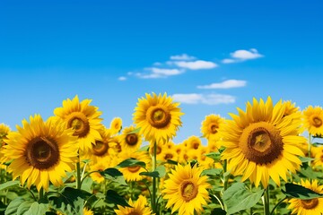 Fototapeta premium sunflowers
