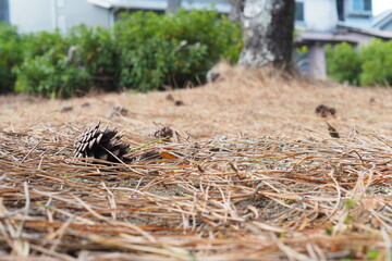 かさの開いた松ぼっくり