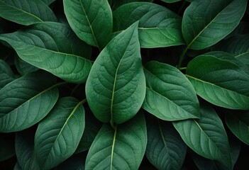 A close-up photo of dark green leaves with a blurred background