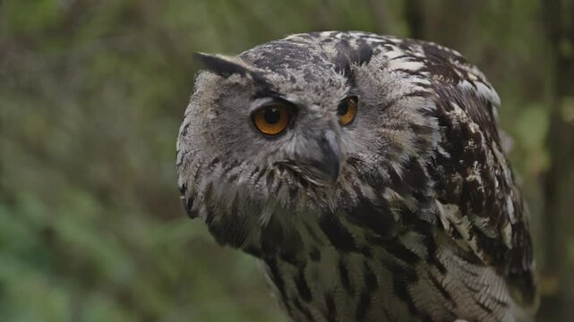 Portrait rapace nocturne hibou grand duc