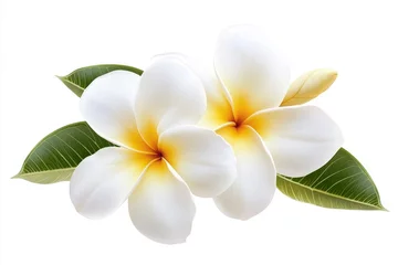 Selbstklebende Fototapeten Tropical white flowers, leaves, bloom, isolated, design, element, nature, background, spa, website © Syifa