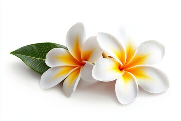 Naklejka premium Tropical white flowers, leaf, isolated, white background, spa