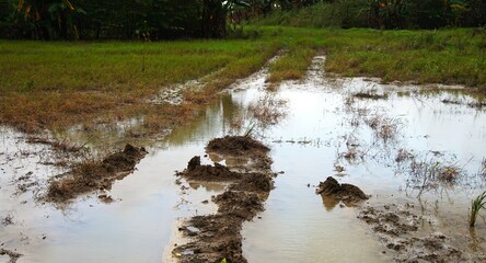the rice fields that are flooded after heavy rain