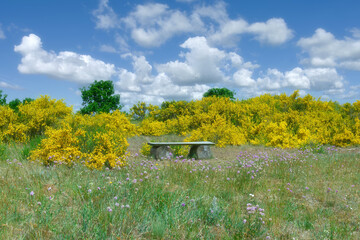 Schafberg Nature Reserve close to Middelhagen in Mönchgut,Ruegen,baltic Sea,Mecklenburg-Vorpommern,Germany