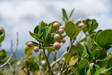 Erythrospermum monticola Thouars is a rare plant species native to the tropical forests of the Mascarenes, including Mauritius.