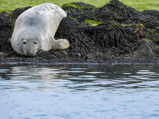 Sleepy seal resting by the lake, eyes half-closed in a peaceful pose. Captured in natural light,...