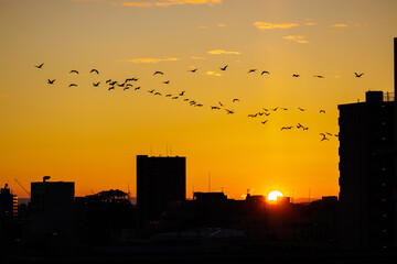 Migratory birds flying as a group of 50 plus silhouette the orange hued morning sky in v-formation...