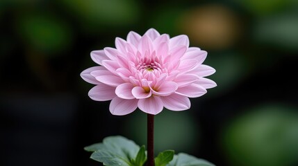 Obraz premium Pink dahlia blossom in garden, blurred background, floral design