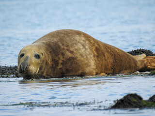 Sleepy seal resting by the lake, eyes half-closed in a peaceful pose. Captured in natural light,...