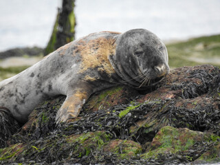 Naklejka premium Sleepy seal resting by the lake, eyes half-closed in a peaceful pose. Captured in natural light, highlighting its whiskers and smooth fur. Perfect for wildlife, nature, and tranquility themes.
