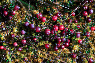 A lot of red ripe cranberries growing in moss in a swamp close-up. Belarus. Morse.